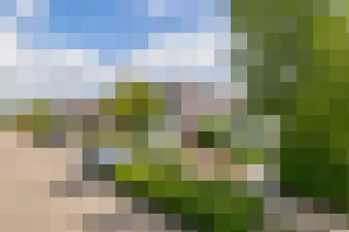 Paardenbloem 7 Zevenbergen thumbnail 6