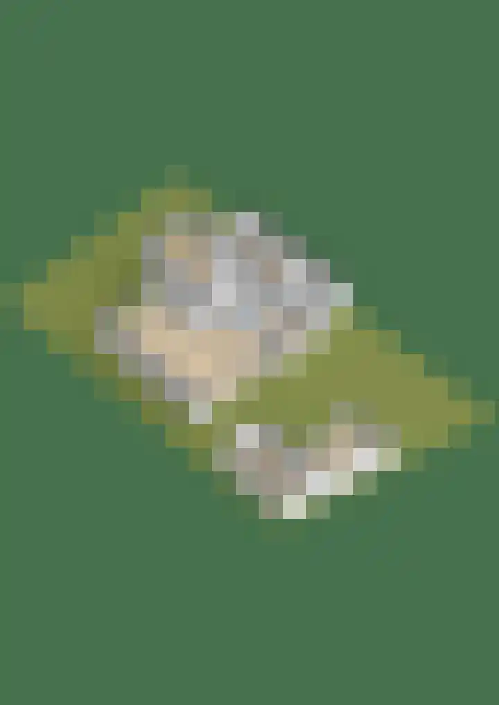 Paardenbloem 7 Zevenbergen thumbnail 62