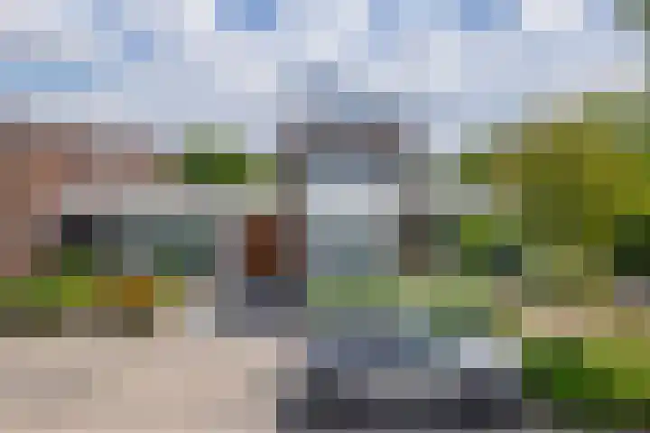 Paardenbloem 7 Zevenbergen thumbnail 7