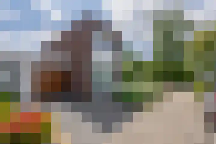 Paardenbloem 7 Zevenbergen thumbnail 9
