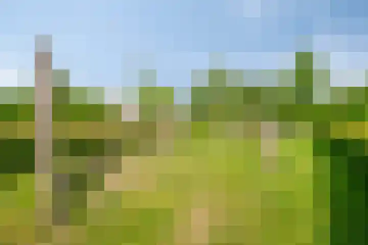 Paardenbloemdreef 55 Harderwijk thumbnail 35