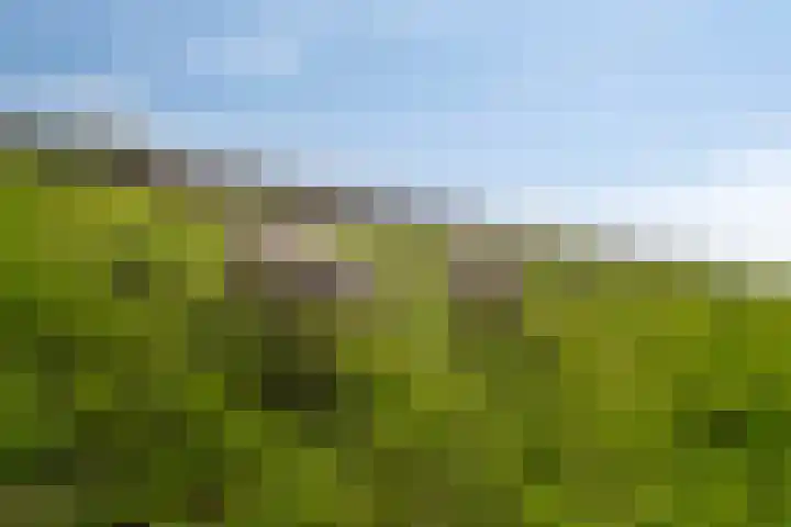 Paardenbloemdreef 55 Harderwijk thumbnail 36