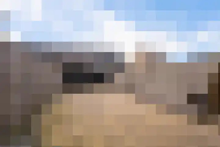 Paardenbloemdreef 61 Harderwijk thumbnail 34