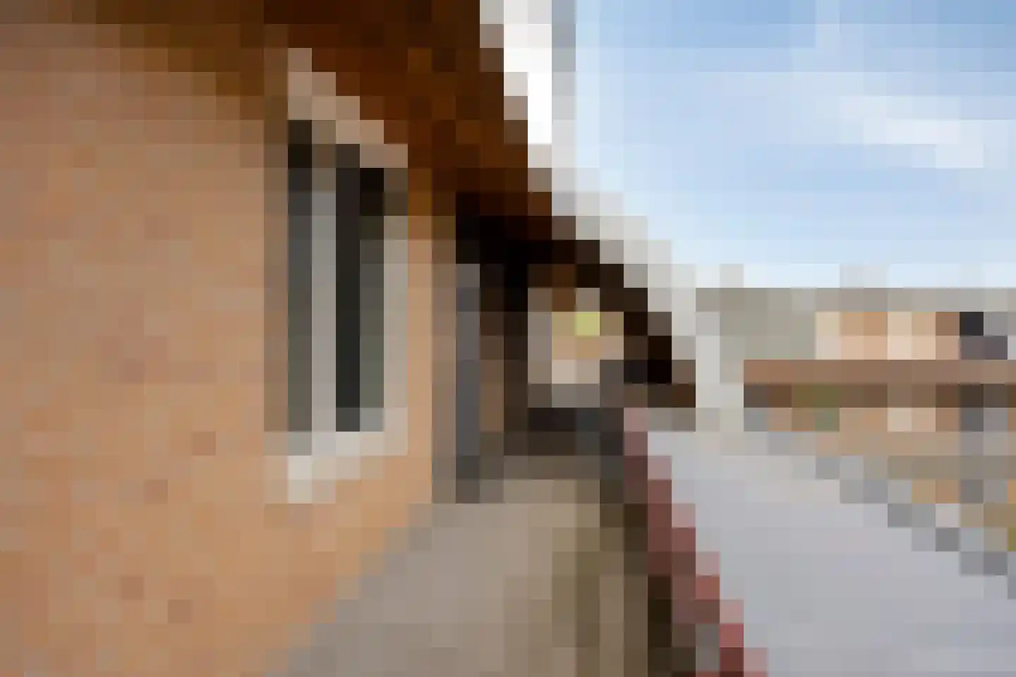 Paardenhei 99 Best thumbnail 12