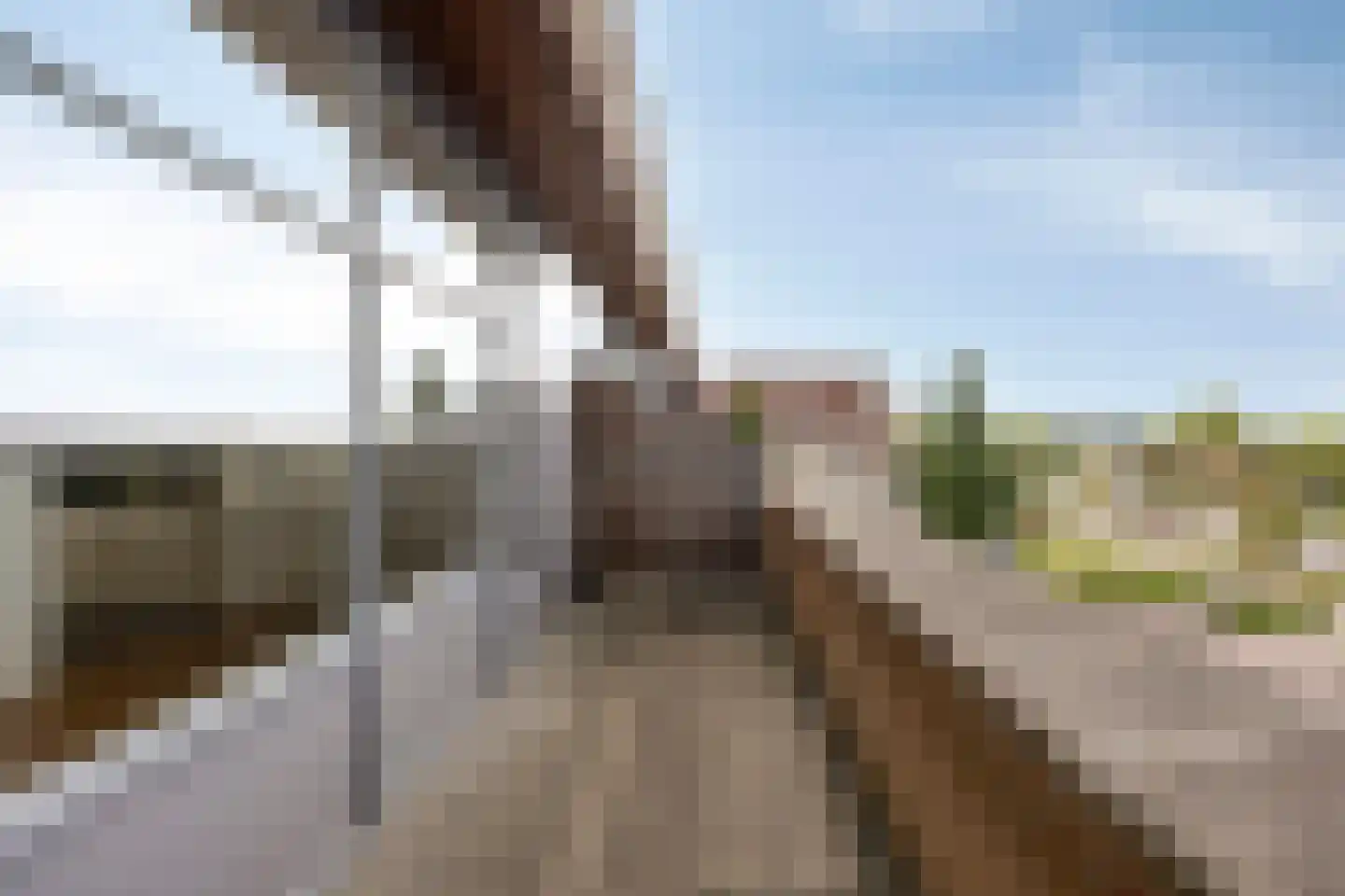 Paardenhei 99 Best thumbnail 19