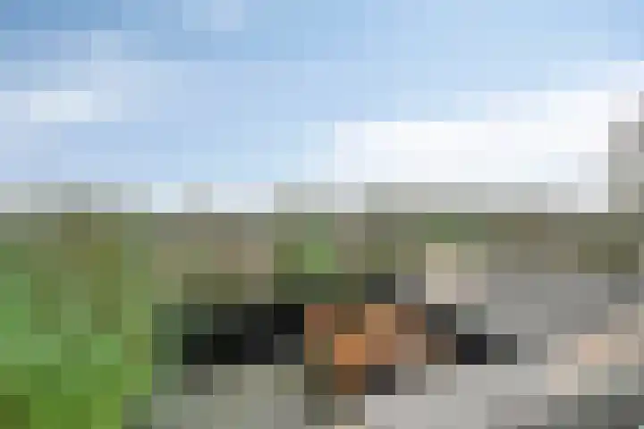 Paardenhoeve 100 Houten thumbnail 12
