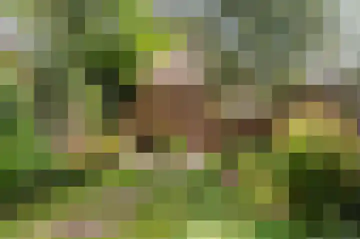 Paardenweide 108 Zwaag thumbnail 24