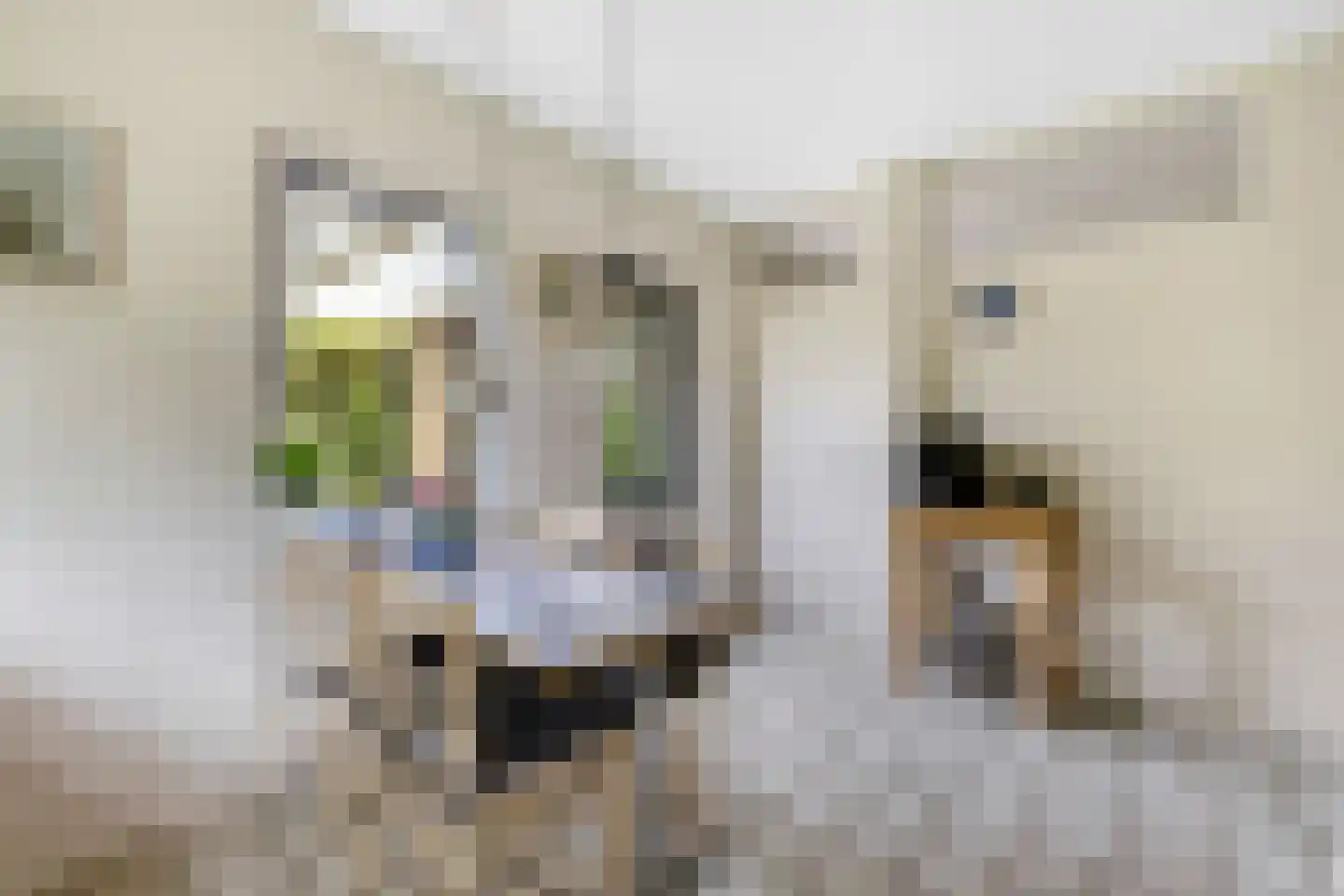 Paardshei 4 Veldhoven thumbnail 21