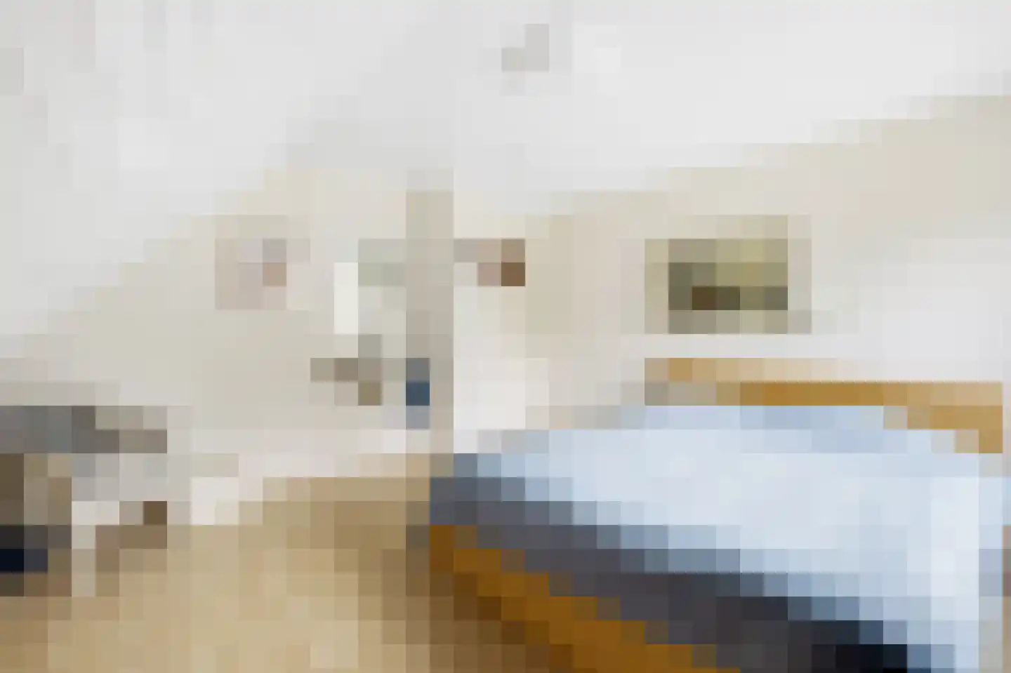 Paardshei 4 Veldhoven thumbnail 37