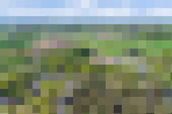 Paaslohof 15 Hierden thumbnail 46