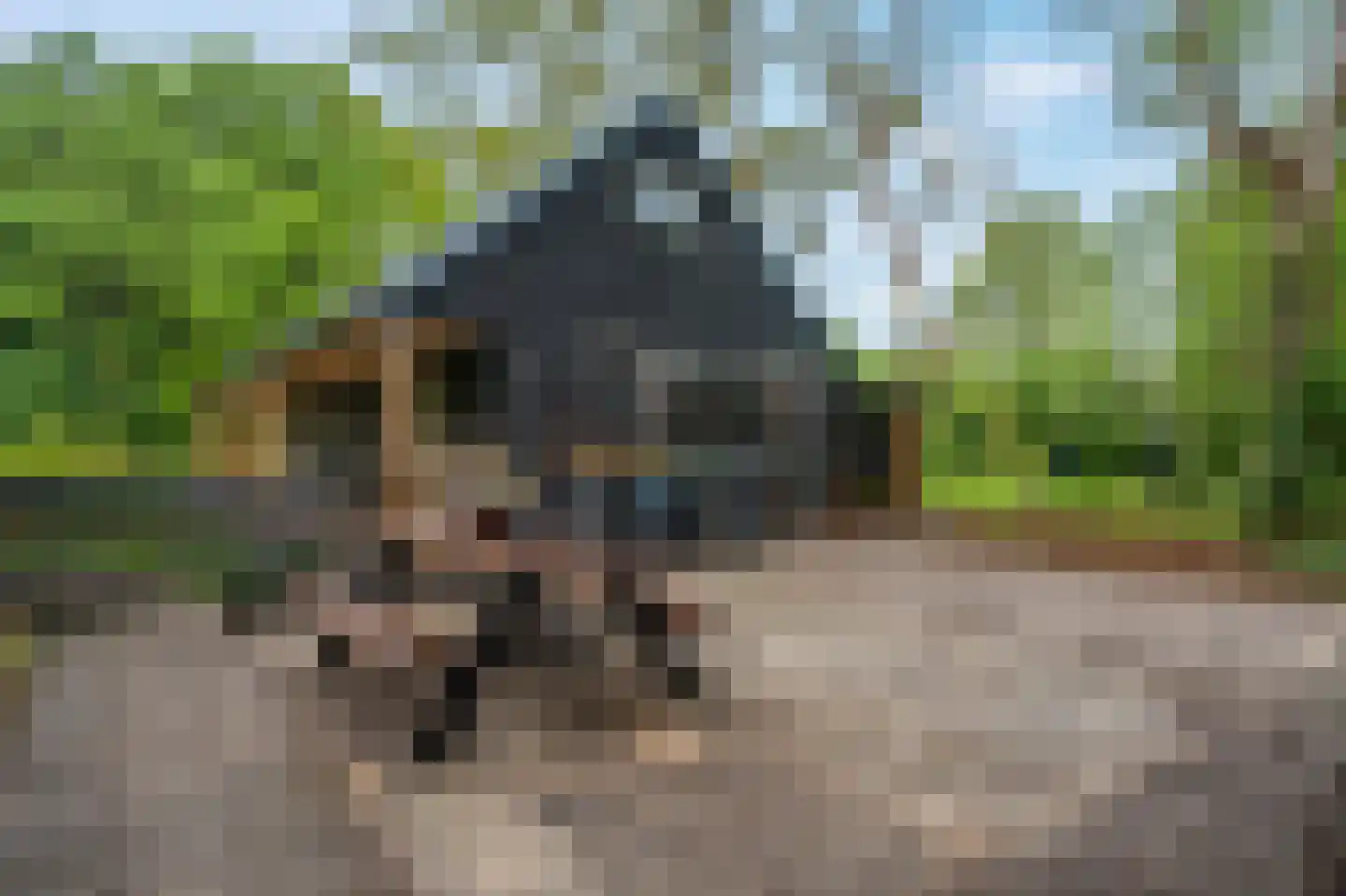 Paasloregel 114 Basse thumbnail 45
