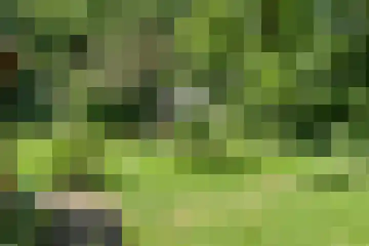 Paasloregel 114 Basse thumbnail 46