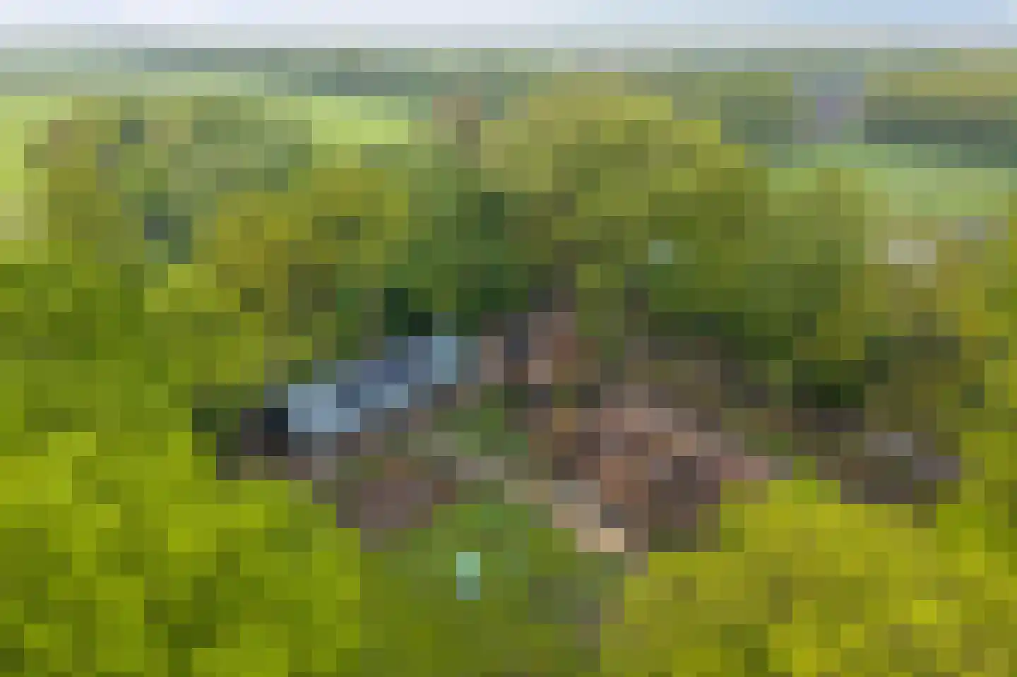 Paasloregel 114 Basse thumbnail 5