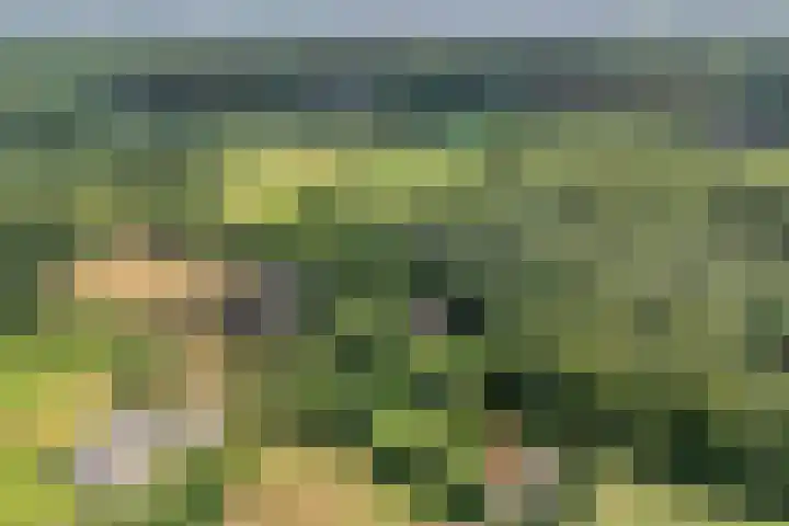 Paasloregel 114 Basse thumbnail 51