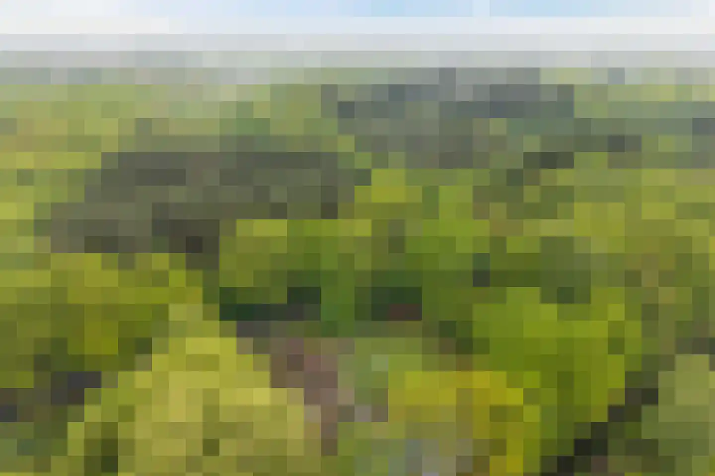 Paasloregel 114 Basse thumbnail 79