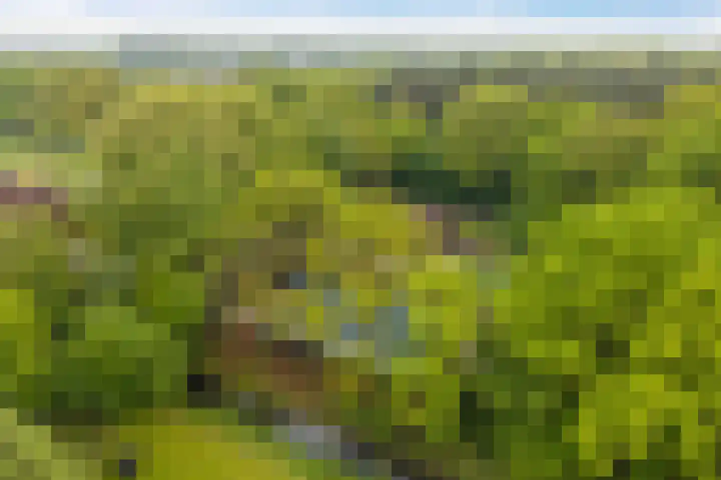 Paasloregel 114 Basse thumbnail 81