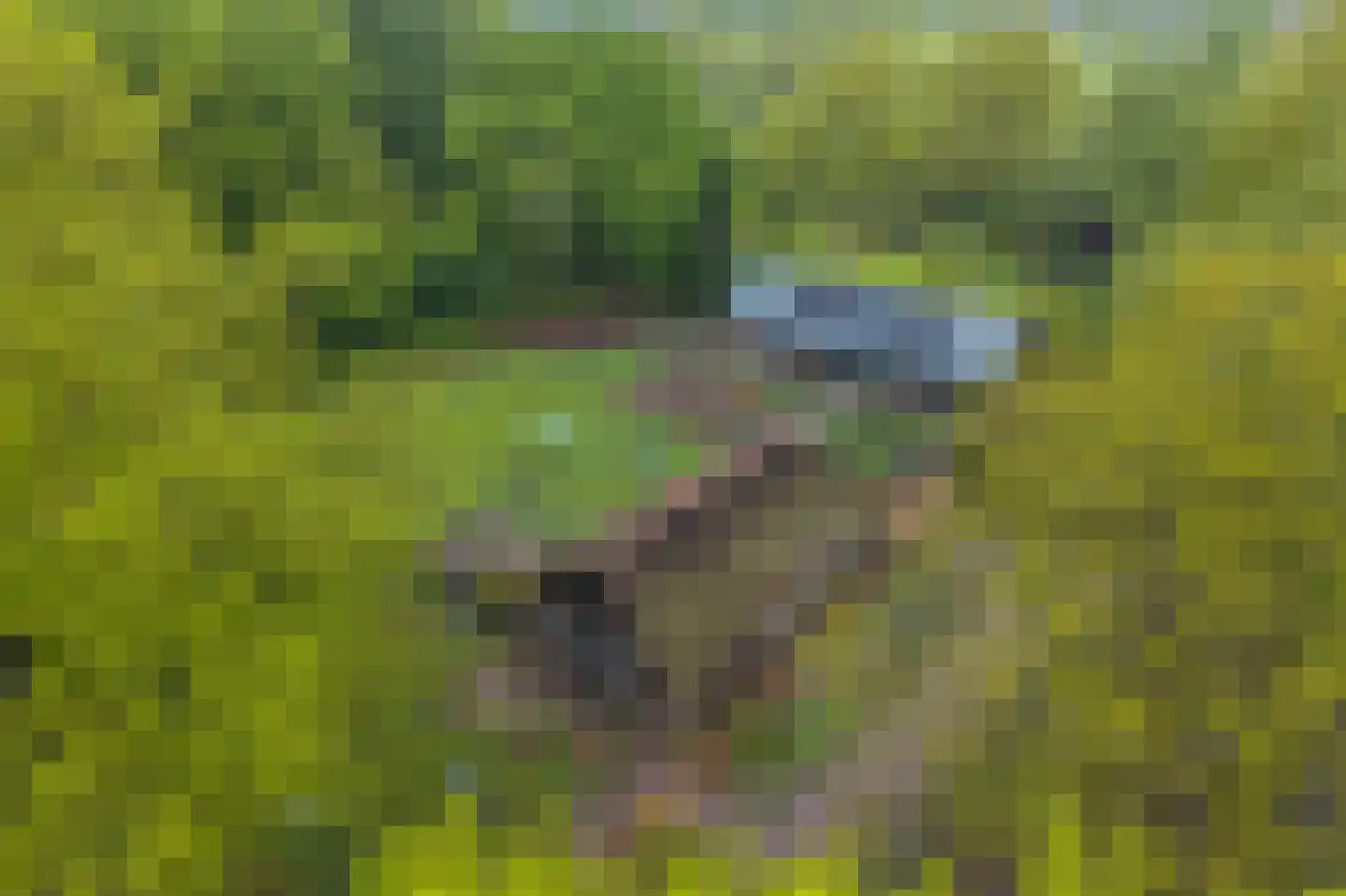 Paasloregel 114 Basse thumbnail 83