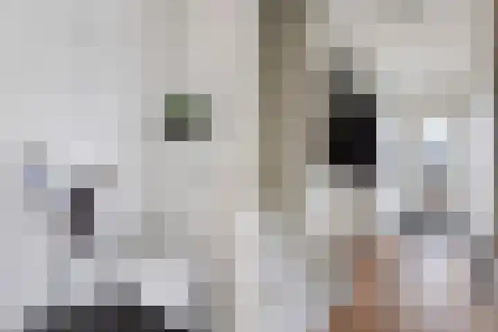 Paasweide 32 Steenwijk thumbnail 4