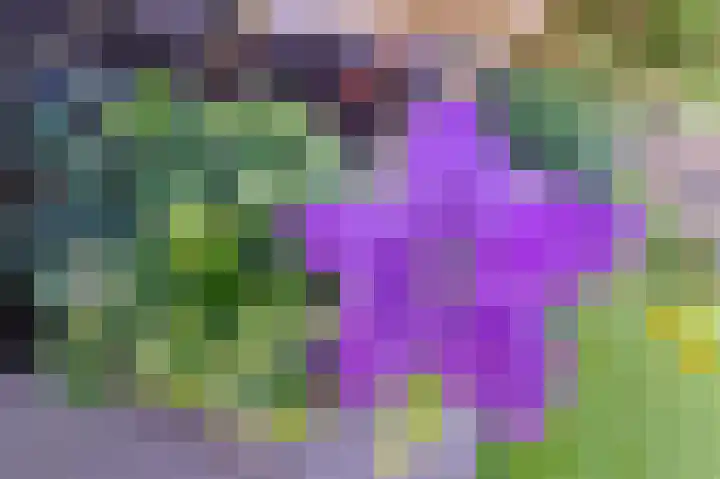 Pachtershof 3 Axel thumbnail 30