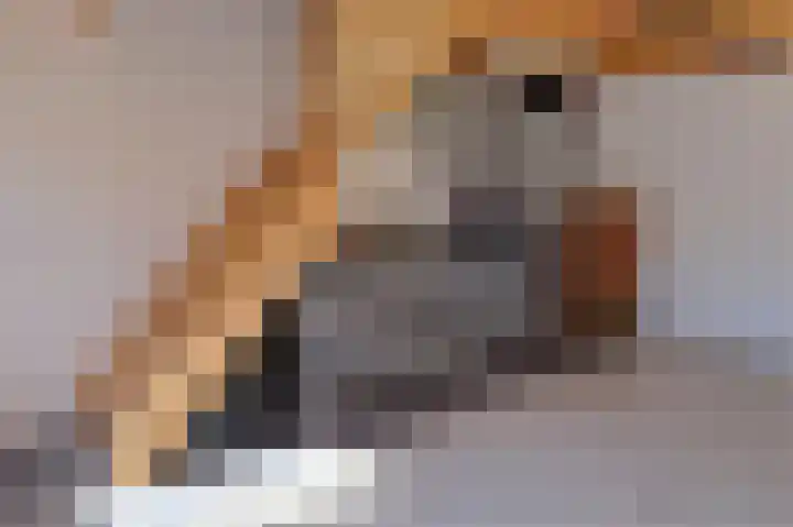 Pachtershof 3 Axel thumbnail 7