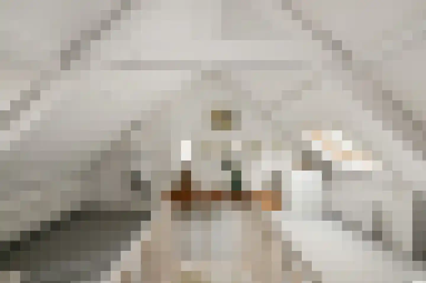 Pachterstraat 1 Krommenie thumbnail 33