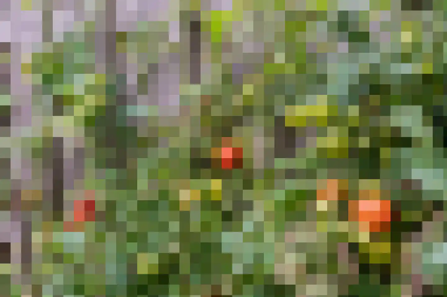 Pad van Witte Veder 5 Wageningen thumbnail 21