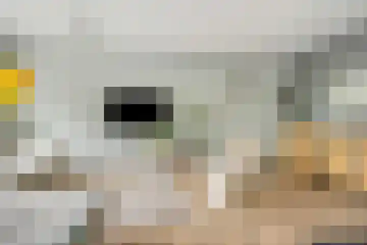 Paddestoelenlaan 74 Veenendaal thumbnail 12