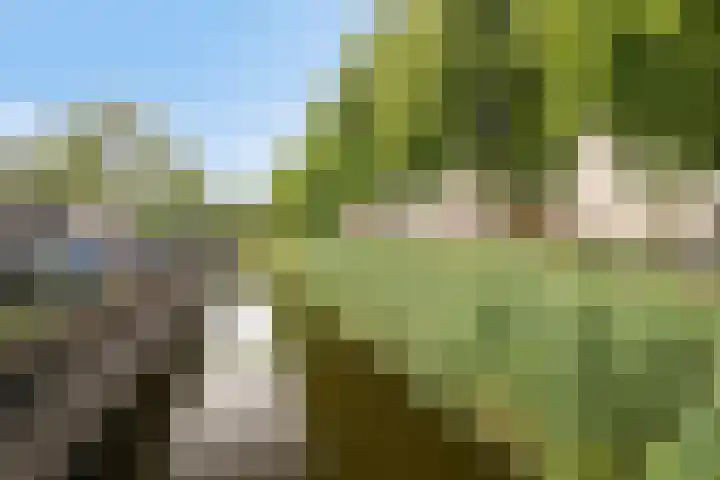 Paddestoelenlaan 74 Veenendaal thumbnail 27