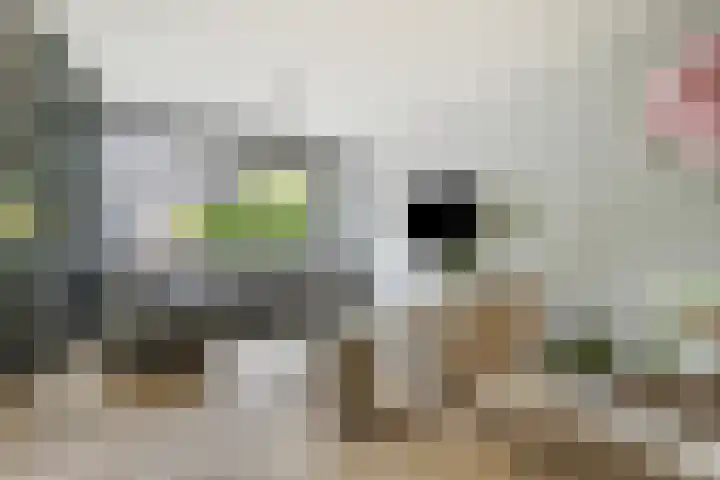Paddestoelenlaan 74 Veenendaal thumbnail 4