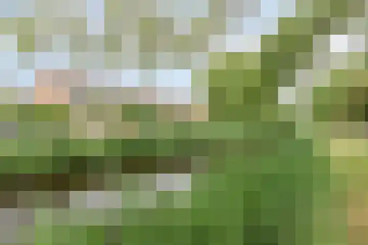 Paganinidreef 64 Voorschoten thumbnail 28