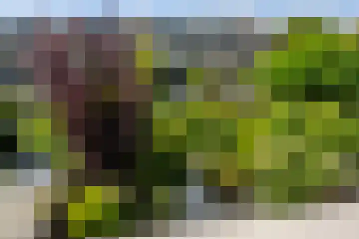 Paganinistraat 111 Capelle aan den IJssel thumbnail 41