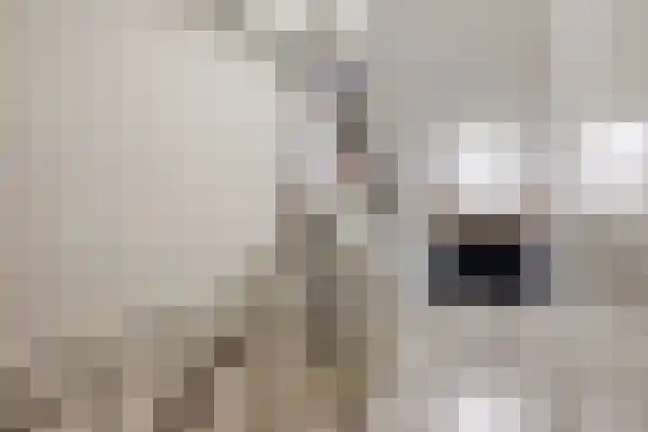 Paganinistraat 14 Waalwijk thumbnail 21