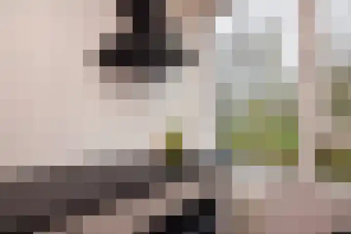 Pahud de Mortangesdreef 244 Utrecht thumbnail 7