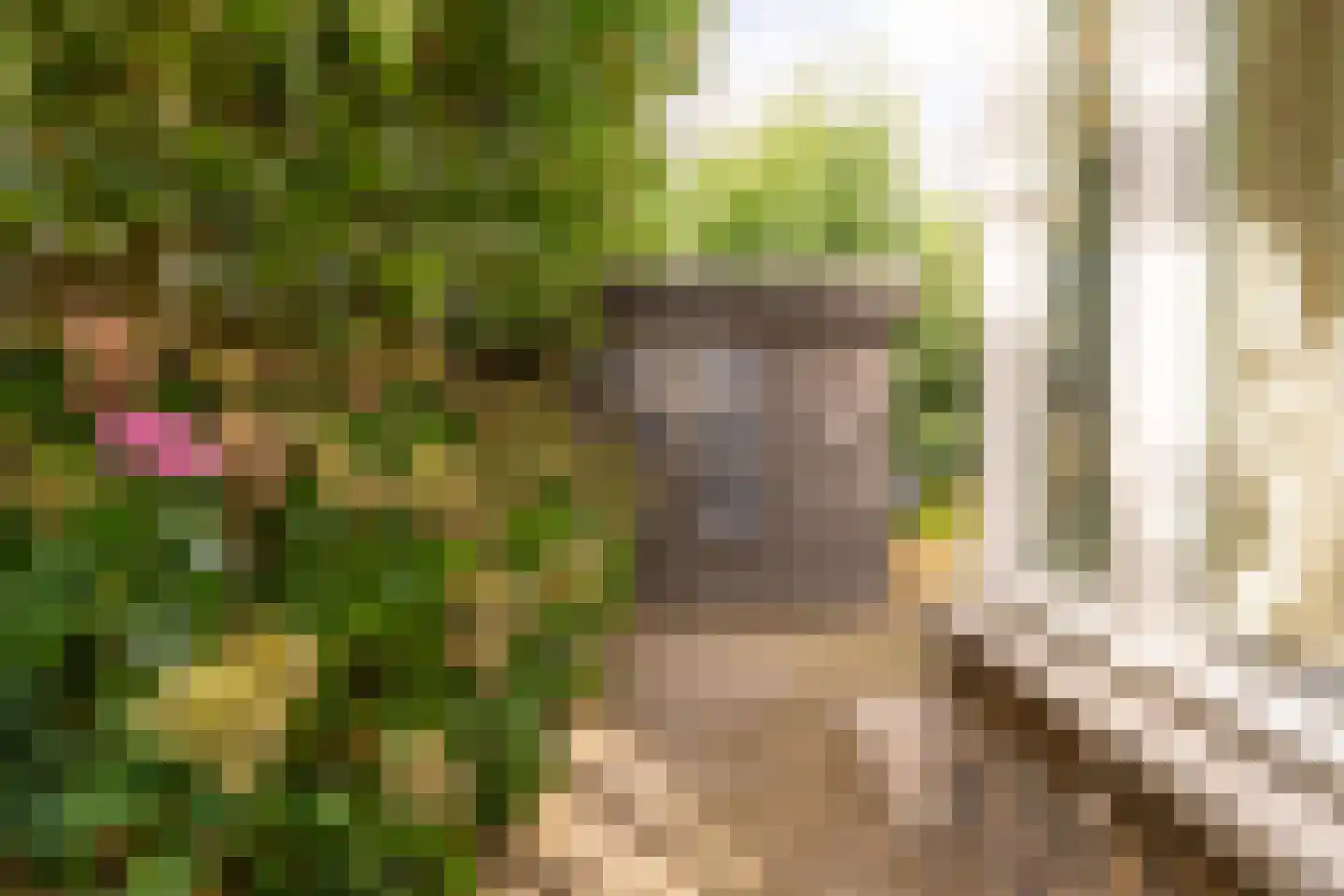 Paleismuur 70 Houten thumbnail 51