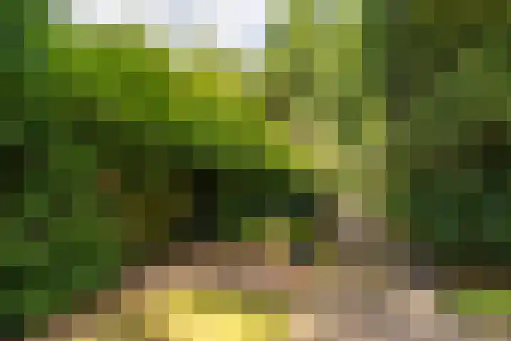 Palestrinalaan 17 Bilthoven thumbnail 14