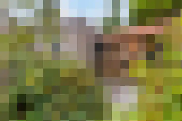 Palestrinastraat 5 Arnhem thumbnail 34
