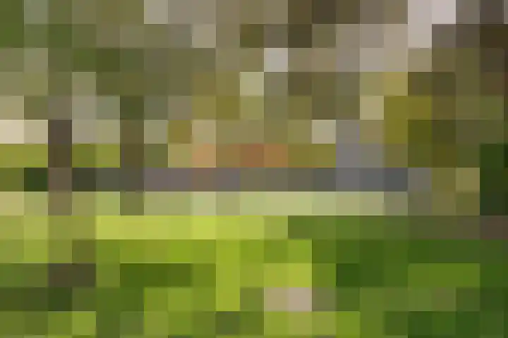 Palet 18 Hillegom thumbnail 24