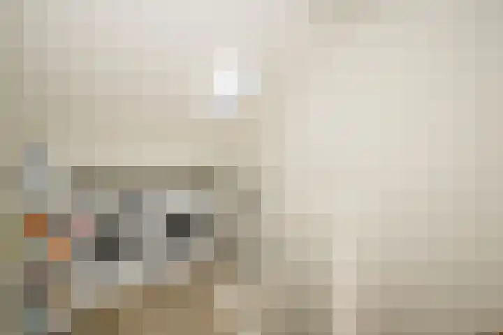 Palet 25 Capelle aan den IJssel thumbnail 24