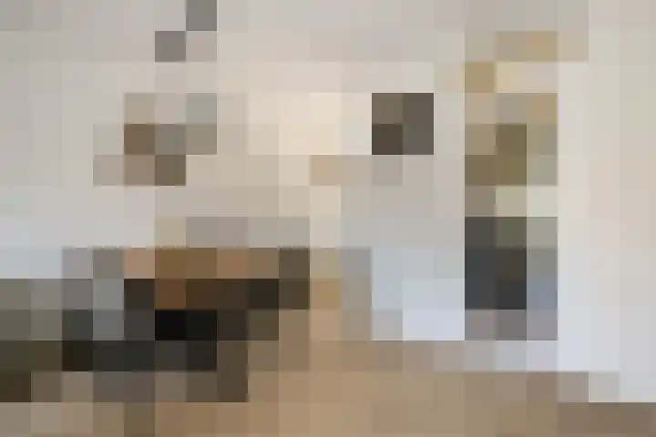 Palet 25 Capelle aan den IJssel thumbnail 9