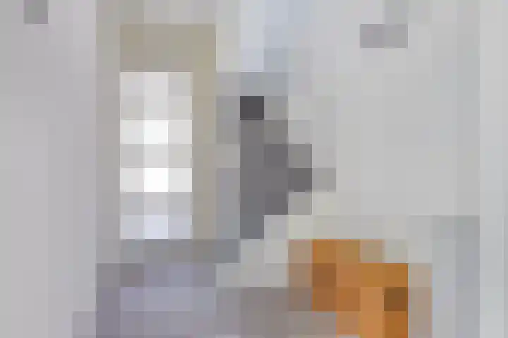 Paletstraat 21 Alkmaar thumbnail 9
