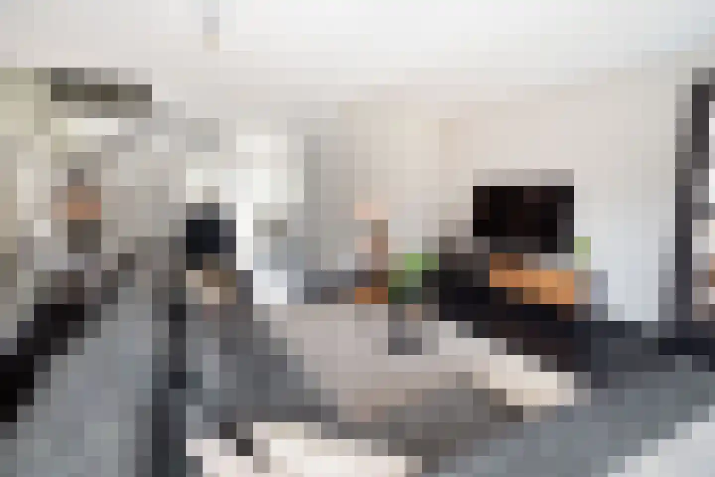 Palfrenier 35 Waalwijk thumbnail 5