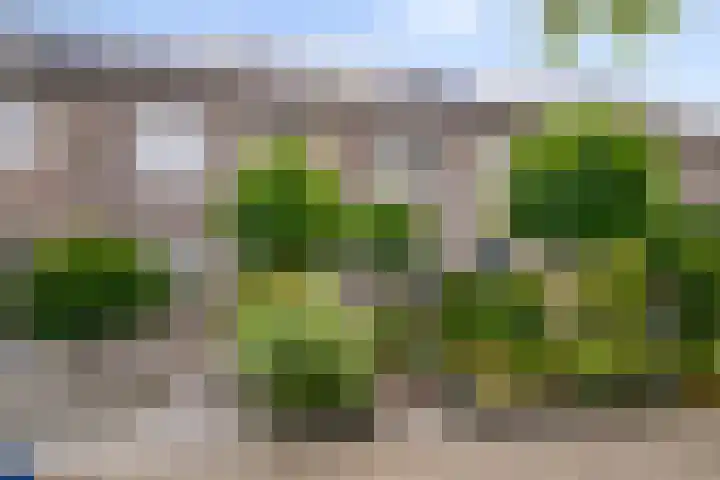 Palingstraat 15 Bergen op Zoom thumbnail 40