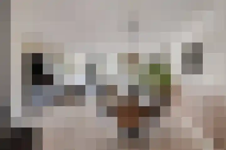 Palingstraat 3 Bergen op Zoom thumbnail 17