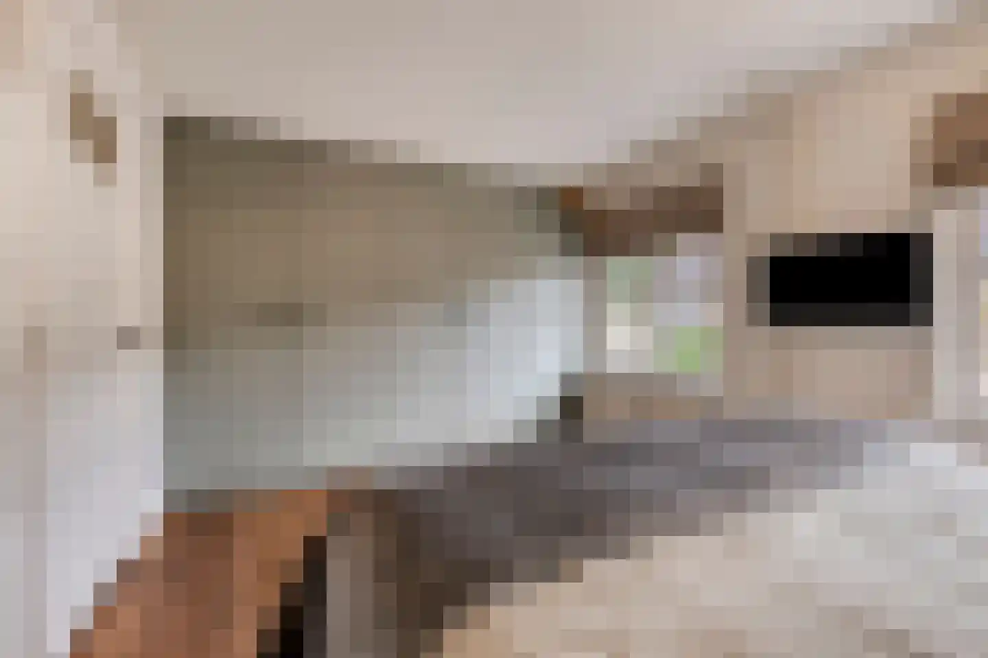Palingstraat 33 Eindhoven thumbnail 25