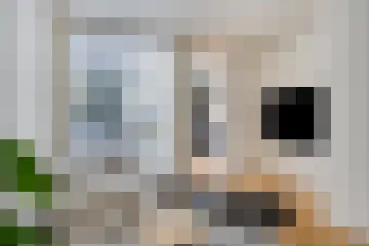 Palingstraat 46 Eindhoven thumbnail 6