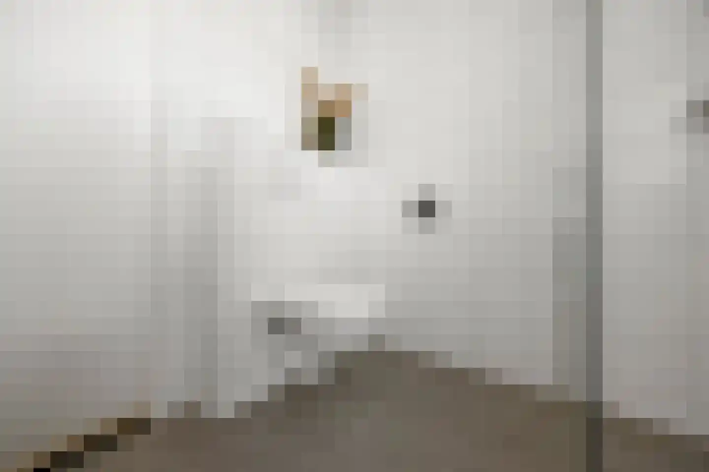 Palissade 15 Sleeuwijk thumbnail 28