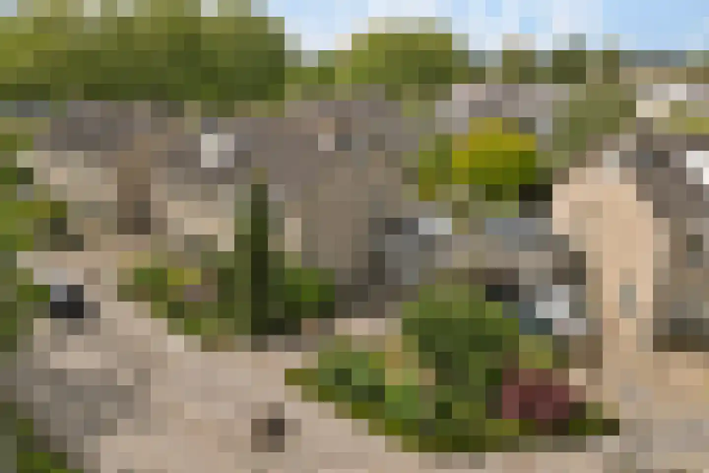 Palissade 7 Leerdam thumbnail 50