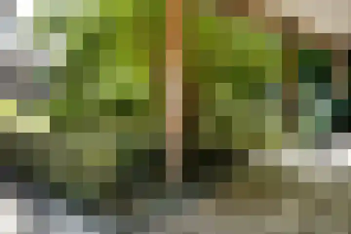 Palissander 2 Rosmalen thumbnail 8