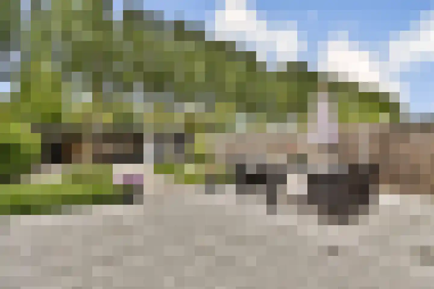 Palissander 203 Dordrecht thumbnail 38