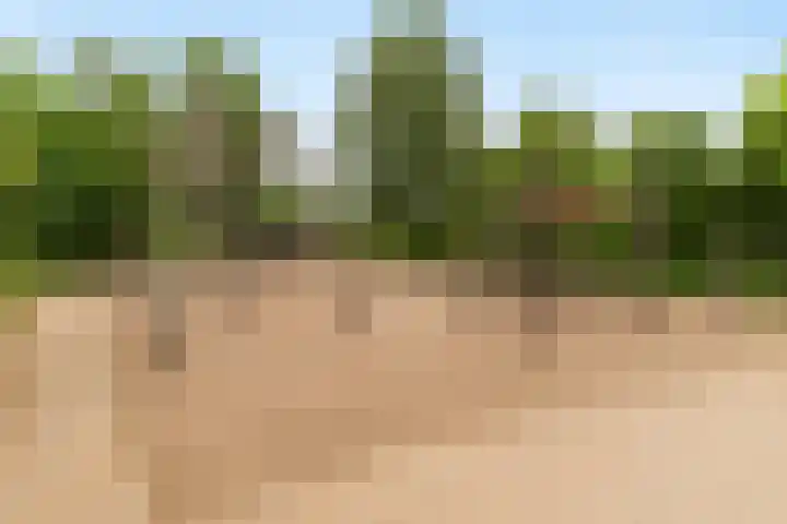 Palissanderhout 78 Barendrecht thumbnail 34